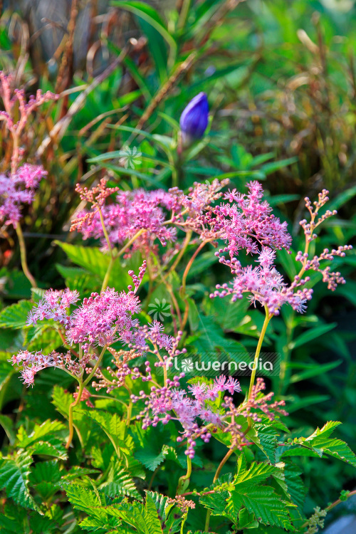 Filipendula 'Kahome' - Meadowsweet (103375)
