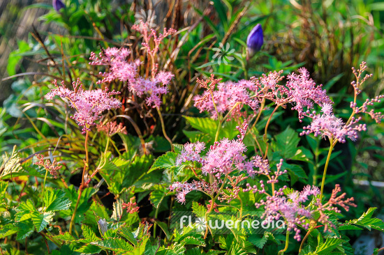 Filipendula 'Kahome' - Meadowsweet (103376)