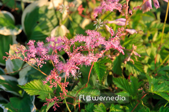 Filipendula 'Kahome' - Meadowsweet (103377)