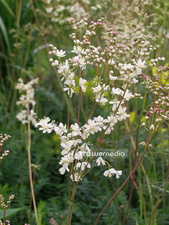 Filipendula vulgaris - Dropwort (100920)