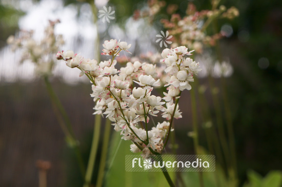 Filipendula vulgaris - Dropwort (103380)