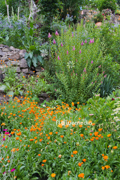 Flowering Marigolds in garden (106892)