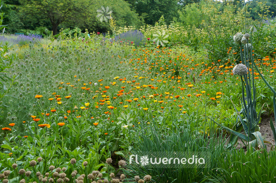 Flowering Marigolds in garden (106894)