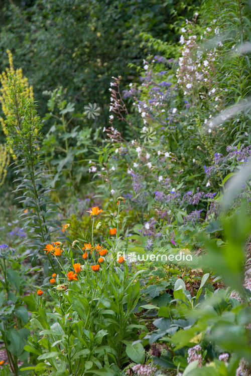 Flowering Marigolds in garden (106896)