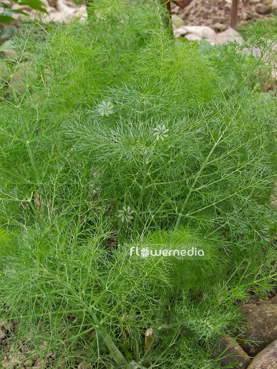 Foeniculum vulgare - Common fennel (100922)