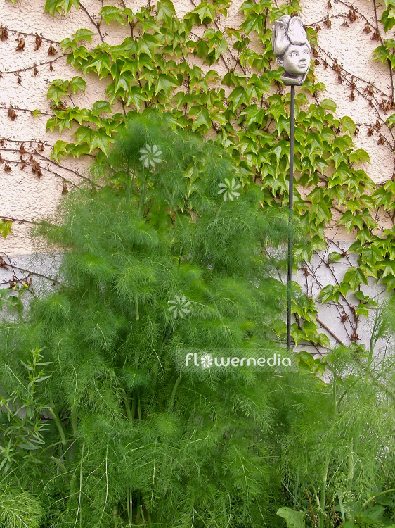 Foeniculum vulgare - Common fennel (100924)
