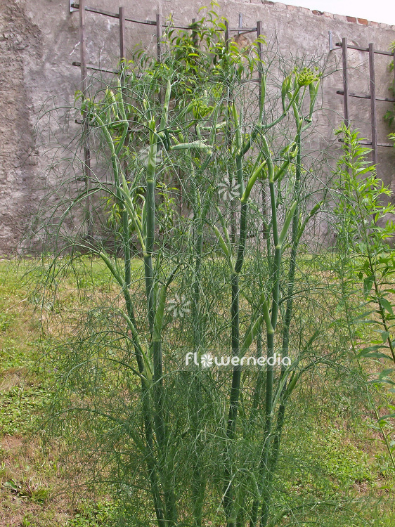 Foeniculum vulgare - Common fennel (100925)
