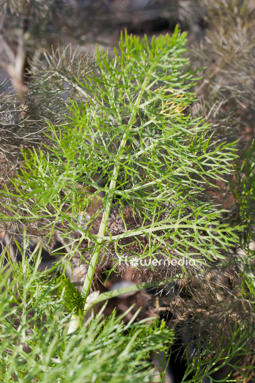 Foeniculum vulgare - Common fennel (103381)