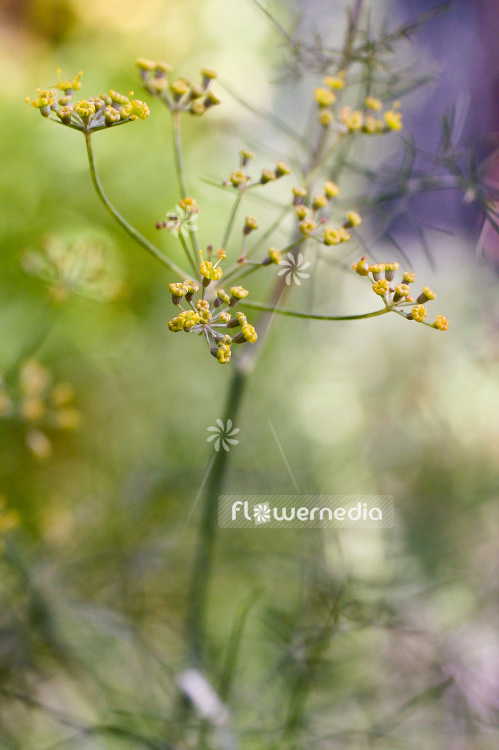 Foeniculum vulgare 'Purpureum' - Bronze fennel (100926)