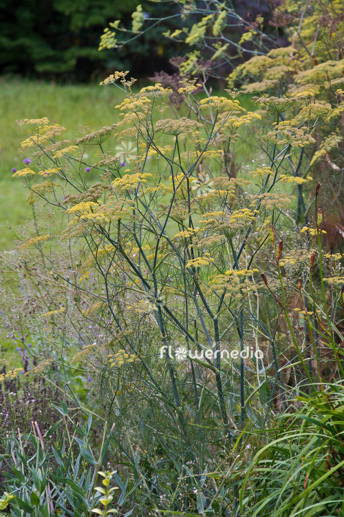 Foeniculum vulgare 'Purpureum' - Bronze fennel (103382)