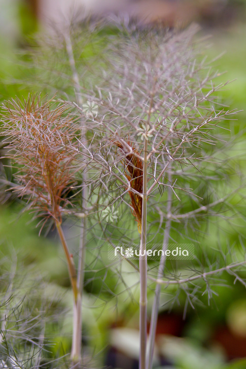 Foeniculum vulgare 'Purpureum' - Bronze fennel (103383)