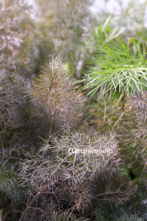 Foeniculum vulgare 'Purpureum' - Bronze fennel (103384)