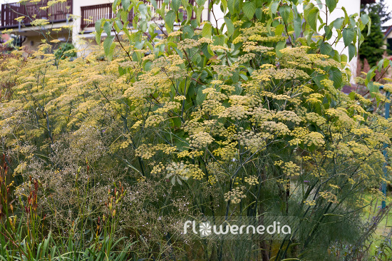 Foeniculum vulgare 'Purpureum' - Bronze fennel (103385)