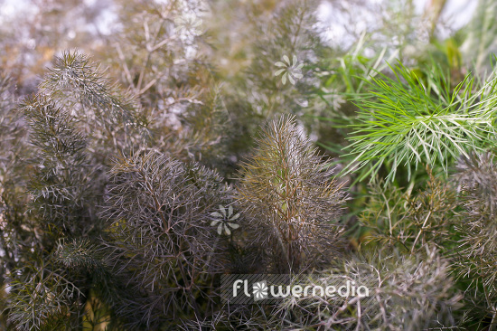 Foeniculum vulgare 'Purpureum' - Bronze fennel (103388)
