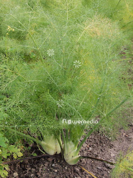 Foeniculum vulgare var. dulce - Berfena fennel (102078)