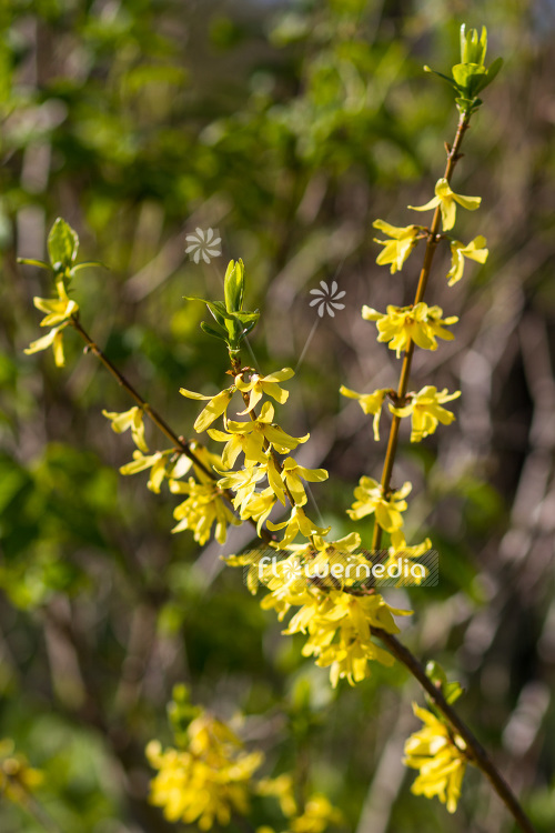 Forsythia viridissima - Chinese golden bell tree (103389)
