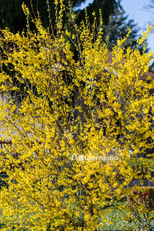Forsythia x intermedia - Forsythia (103390)