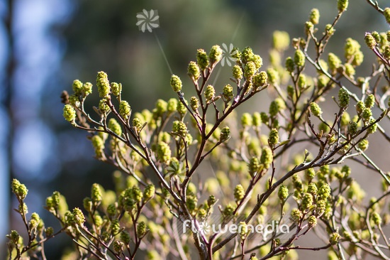 Fothergilla gardenii - Dwarf witchalder (103392)