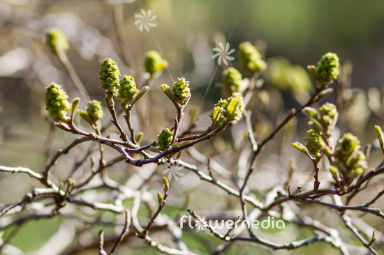 Fothergilla gardenii - Dwarf witchalder (103393)