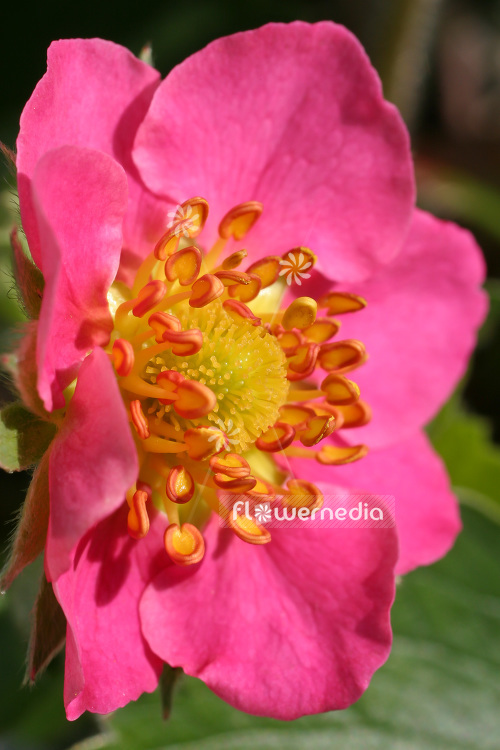 Fragaria 'Pink Panda' - Garden strawberry (103396)