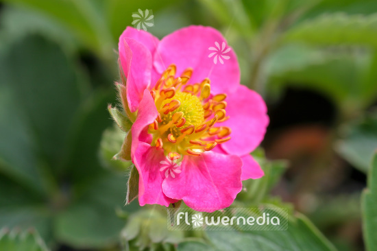 Fragaria 'Pink Panda' - Garden strawberry (103397)