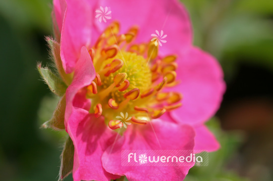 Fragaria 'Pink Panda' - Garden strawberry (103398)