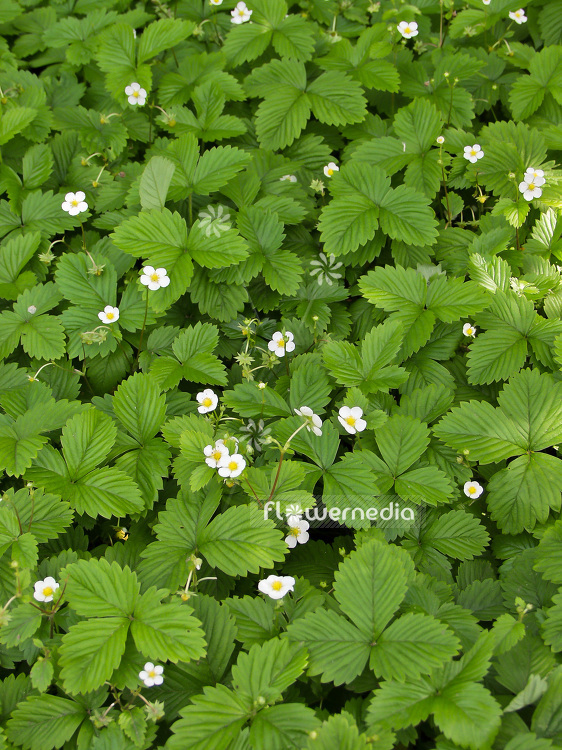 Fragaria vesca - Wild strawberry (102079)