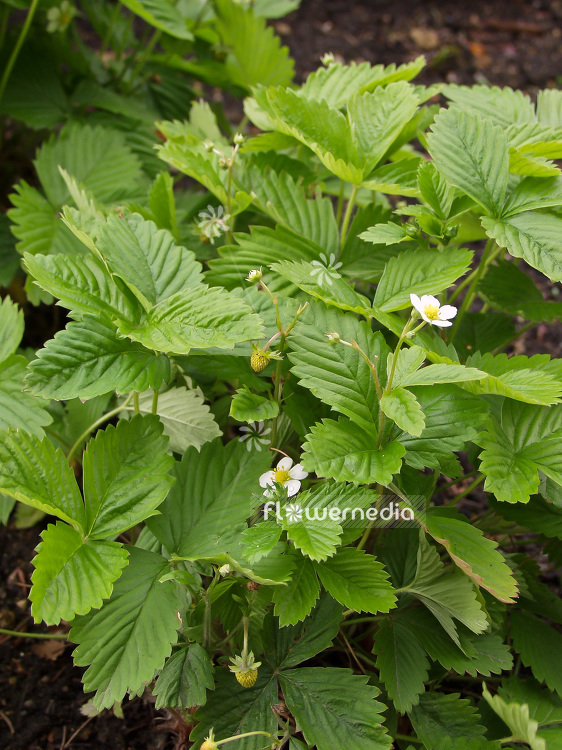 Fragaria vesca - Wild strawberry (102080)