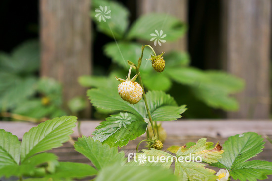 Fragaria vesca 'White Delight' - Wild strawberry (103439)