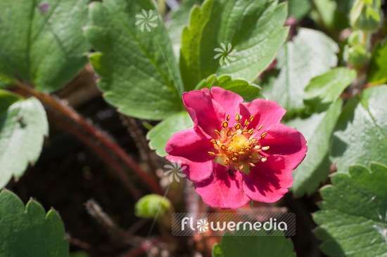 Fragaria x ananassa 'Samba' - Garden strawberry (100930)