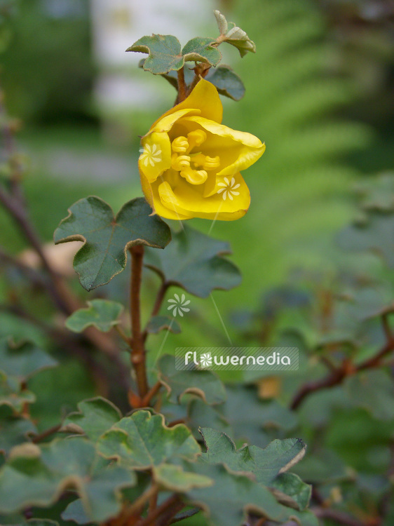 Fremontodendron californicum - Fremontia (100932)