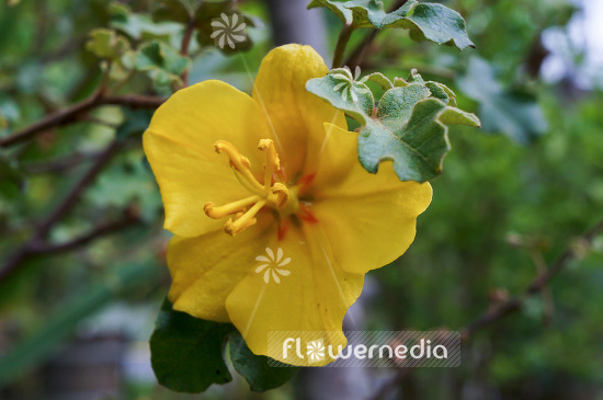 Fremontodendron californicum - Fremontia (103401)