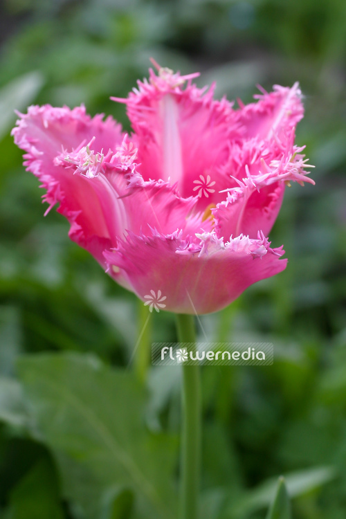 Fringed Tulips (106268)