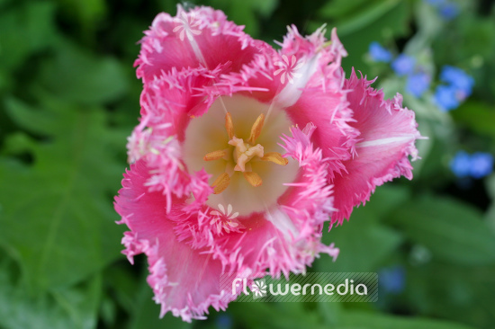 Fringed Tulips (106269)