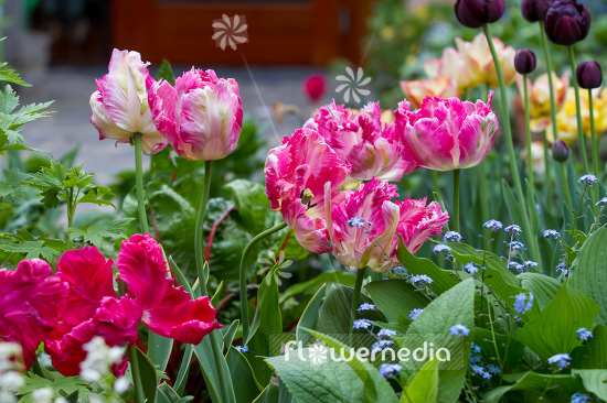 Fringed Tulips with pink flowers (106381)