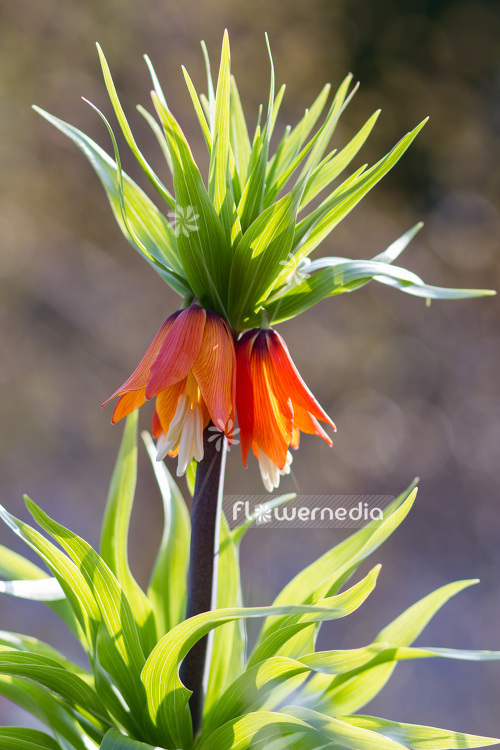 Fritillaria imperialis - Crown imperial (103406)