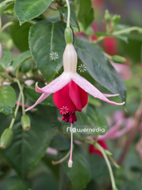 Fuchsia 'Celia Smedley' (100942)