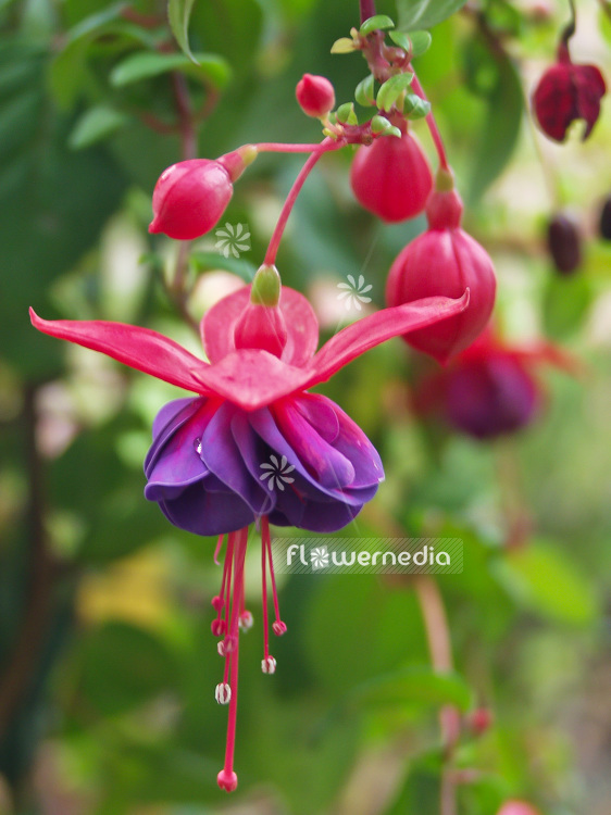 Fuchsia 'Dark Eyes' (100945)