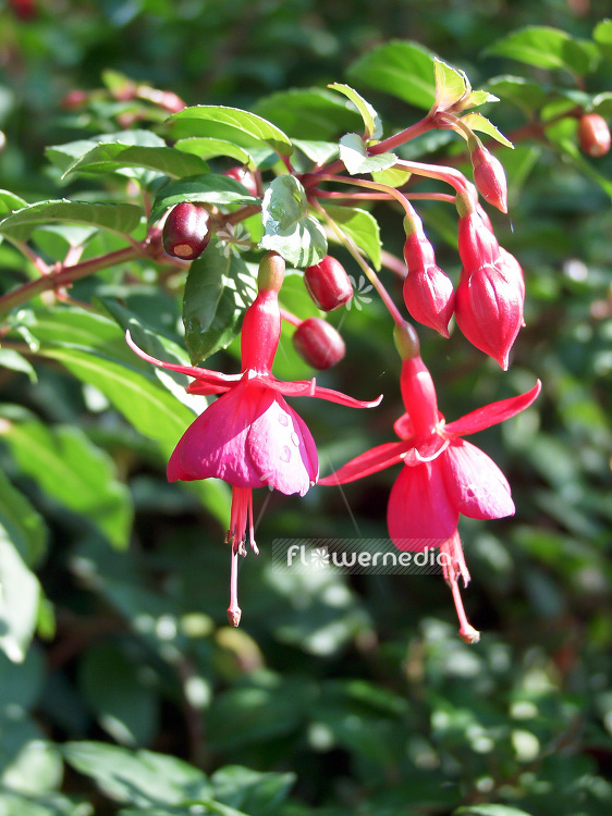 Fuchsia 'Leipziger Kindl' (100948)