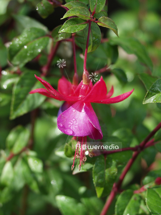Fuchsia 'Lilac Time' (100950)