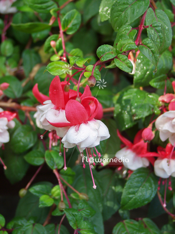 Fuchsia 'Swingtime' (100956)