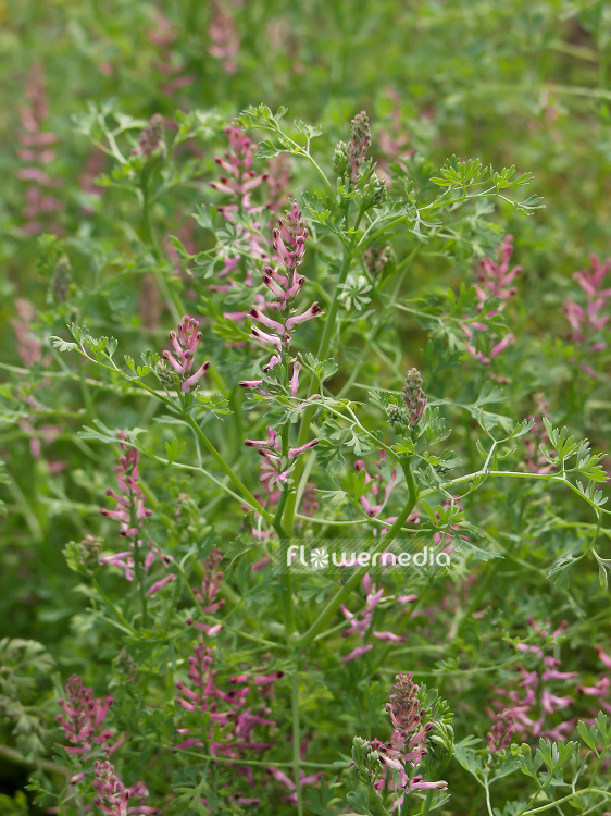 Fumaria officinalis - Common fumitory (100958)