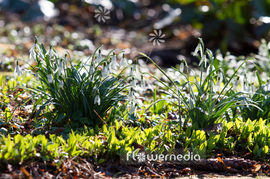 Galanthus nivalis - Common snowdrop (105428)