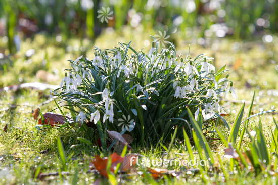 Galanthus nivalis - Common snowdrop (105429)