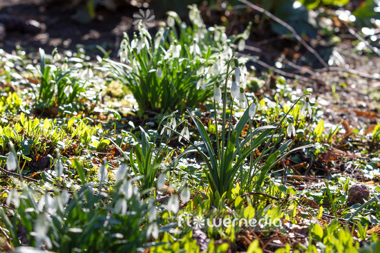Galanthus nivalis - Common snowdrop (105672)