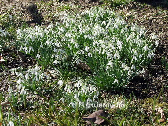 Galanthus nivalis - Common snowdrop (105775)
