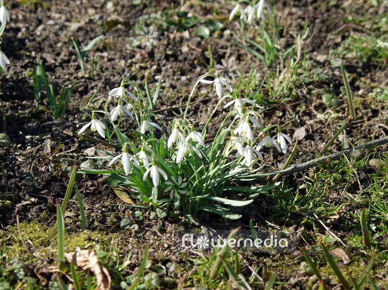 Galanthus nivalis - Common snowdrop (105776)