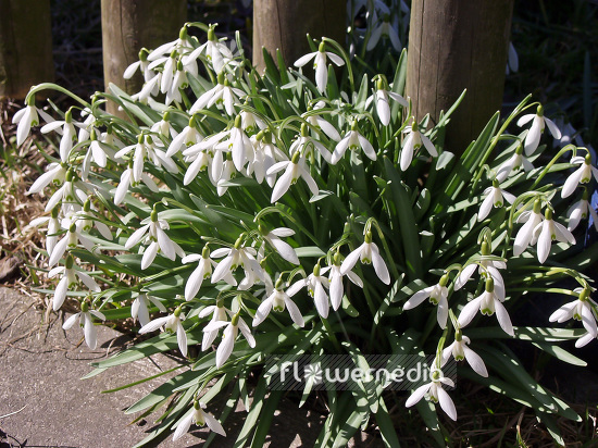 Galanthus nivalis - Common snowdrop (105777)