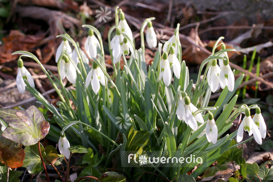 Galanthus nivalis - Common snowdrop (105787)