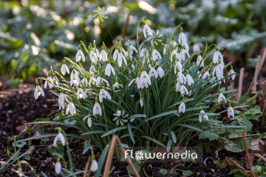 Galanthus nivalis - Common snowdrop (105788)